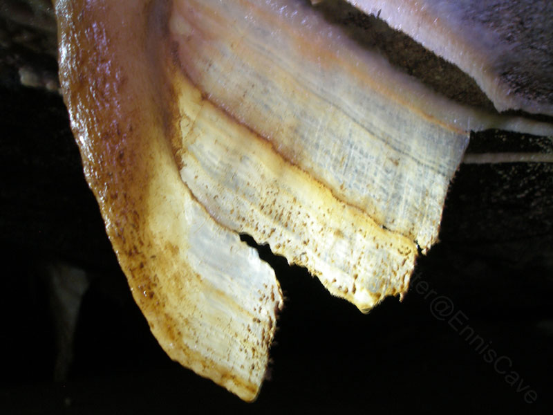 EC-100WF-AR-Bacon2