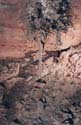 EC-100WF-KT-Anthrodite Tree2