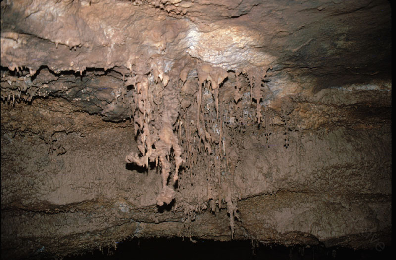 EC-AE-MF-Inverted Helectite Trees2