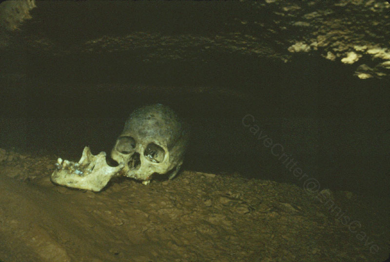 EC-BDR-NG-Skull
