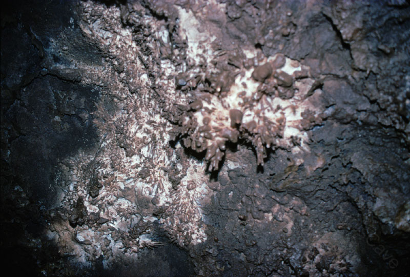 EC-MP-AH-Anthrodite Needles24
