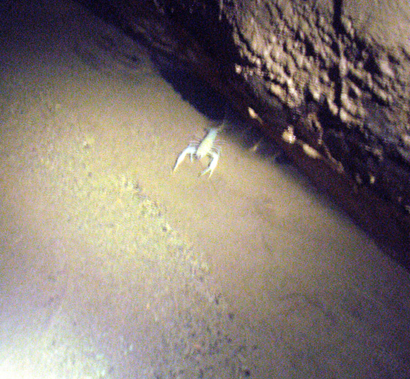 EC-DS-BR-Crayfish2
