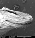 EC-DS-BR-Fishhead Enlargement