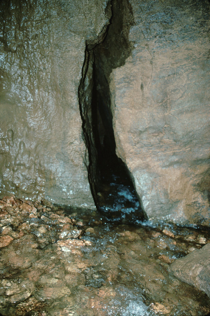 EC-DS-BR-Stream with Fish