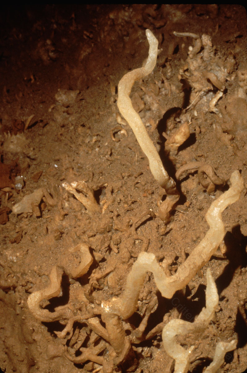 EC-EM-CR-Helectites13