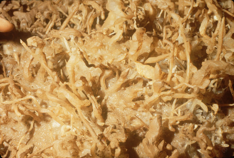 EC-EM-CR-Helectites30