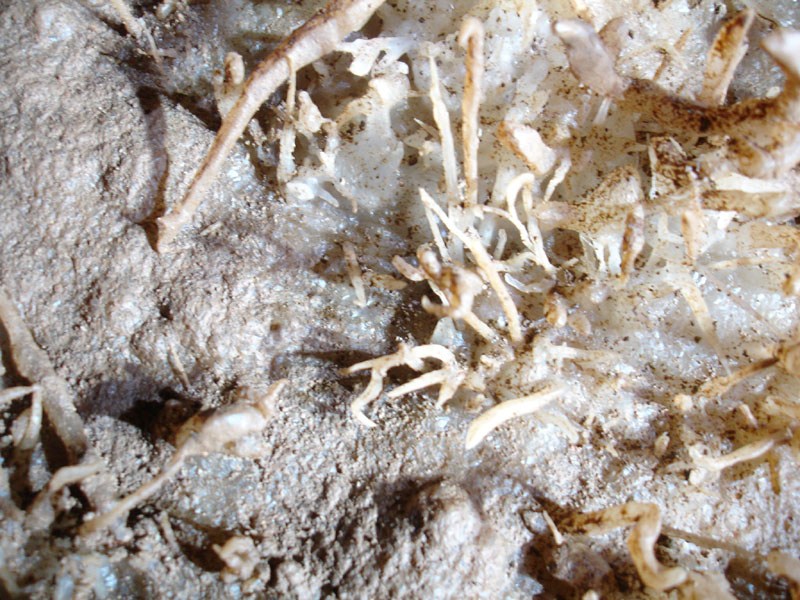 EC-EM-CR-Helectites33
