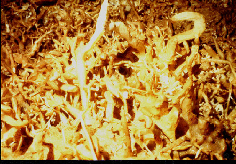 EC-EM-CR-Helectites37