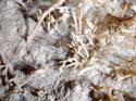 EC-EM-CR-Helectites33