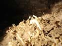 EC-EM-CR-Helectites6
